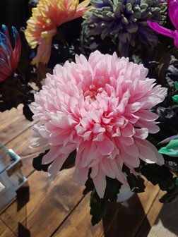 Ibiza bol chrysanten