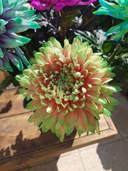 Ibiza bol chrysanten