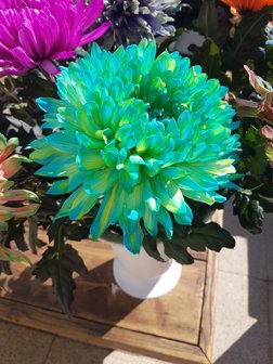 Ibiza bol chrysanten