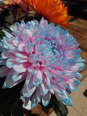 Ibiza bol chrysanten