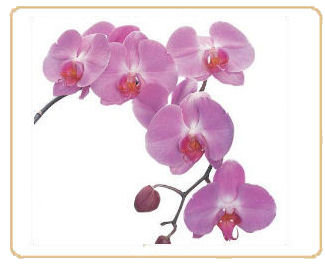 Orchideen